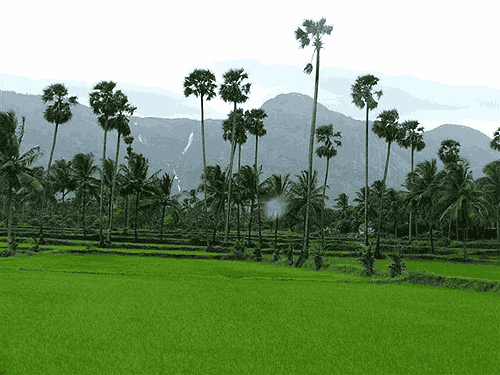 Culture & Nature